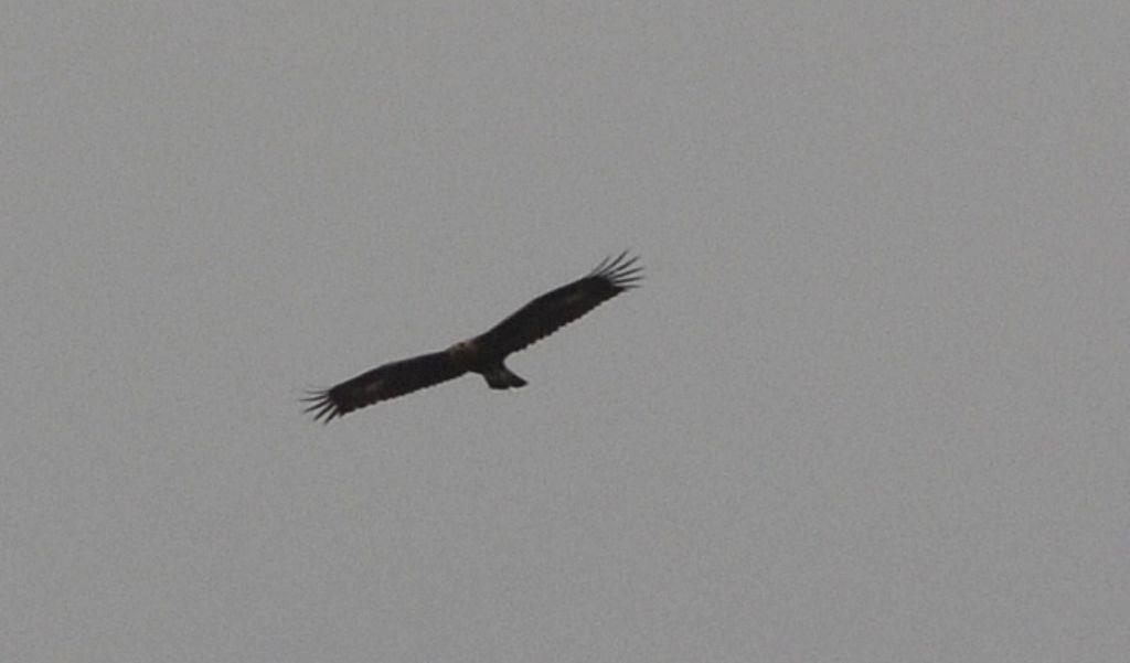 Aquila reale?